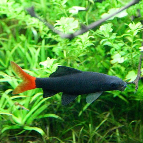 Epalzeorhynchos bicolor - Red-Tailed Black shark M